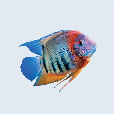 Masghhon Fish AquaScape | Fish Tanks, Live Fish Online Shop